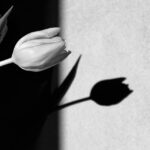 tulip, the shade, wall-5888244.jpg